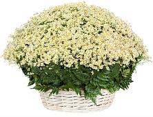 Цветочная композиция из Ромашки в корзине #REPLACE_PRED# им 9 Января